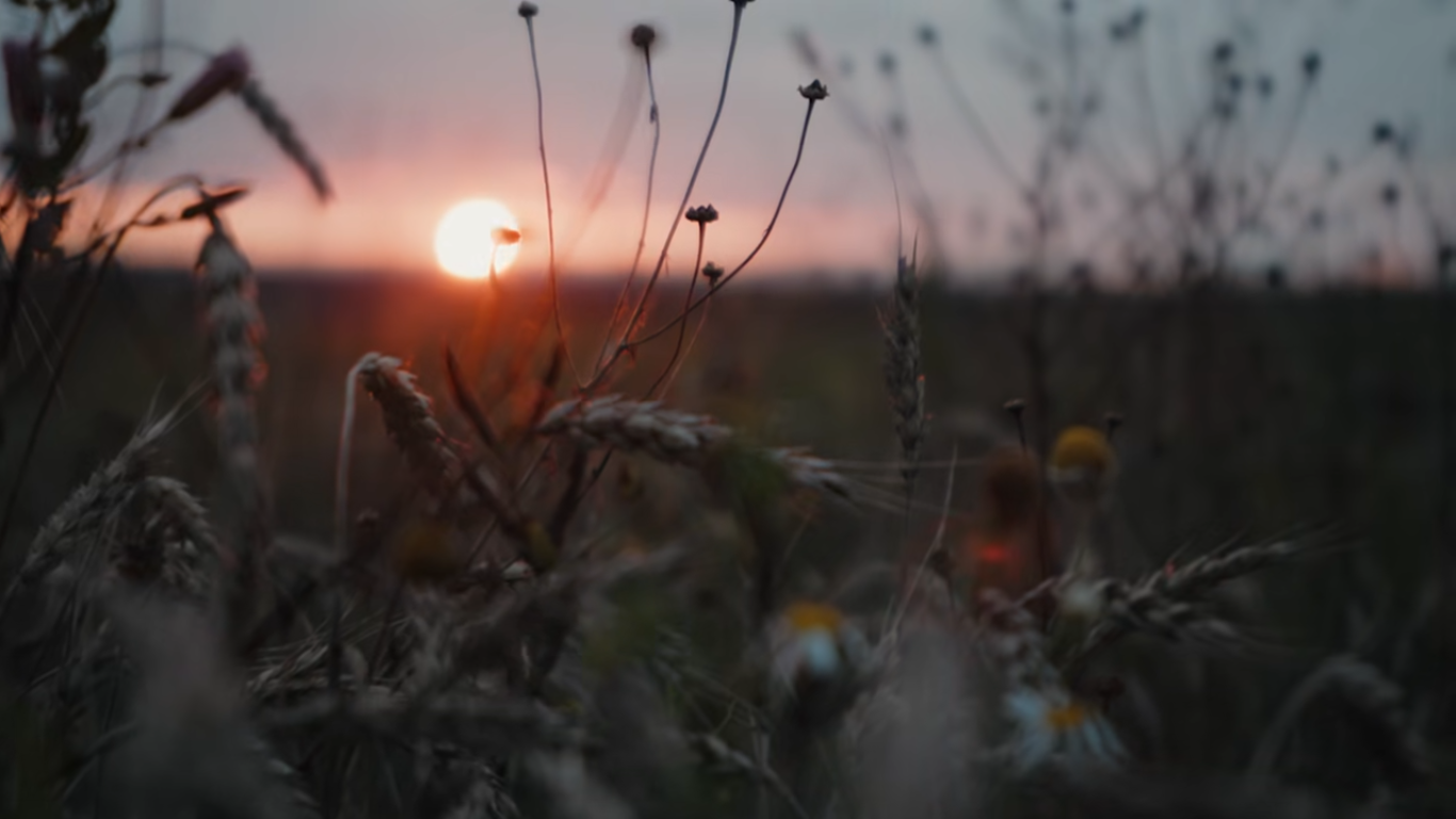 Поле с органическим зерном